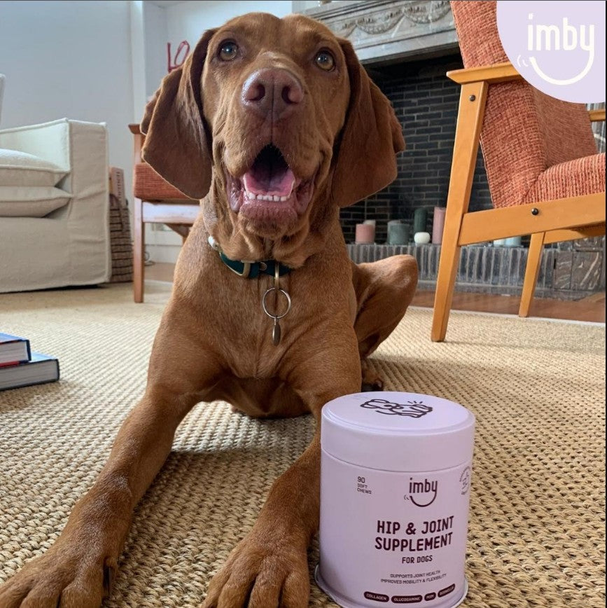 IMBY Hip & Joint dog supplement in a bottle, designed to support canine hip and joint health.