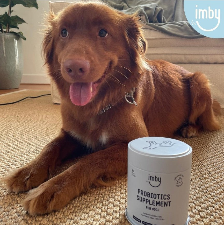 IMBY Probiotics for dogs, showing supplement capsules in a clear container with a label, promoting digestive health for pets.